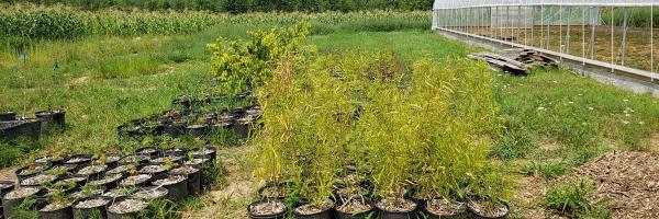 Plants at the Akwesasne Nursery in St. Regis, NY. Photo: Jessica Raspitha, Saint Regis Mohawk Tribe's Environment Division Nursery plants in pots near a greenhouse